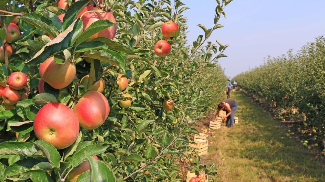 Canva_-_Apple_picking_in_orchard.jpg
